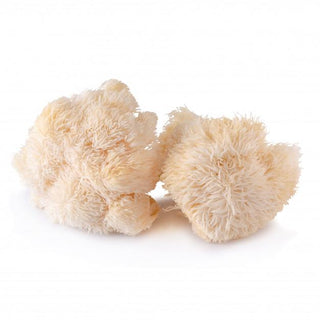 Mr. Mercy's Mushrooms Fresh Lion's Mane Mushrooms ~350g ~350g