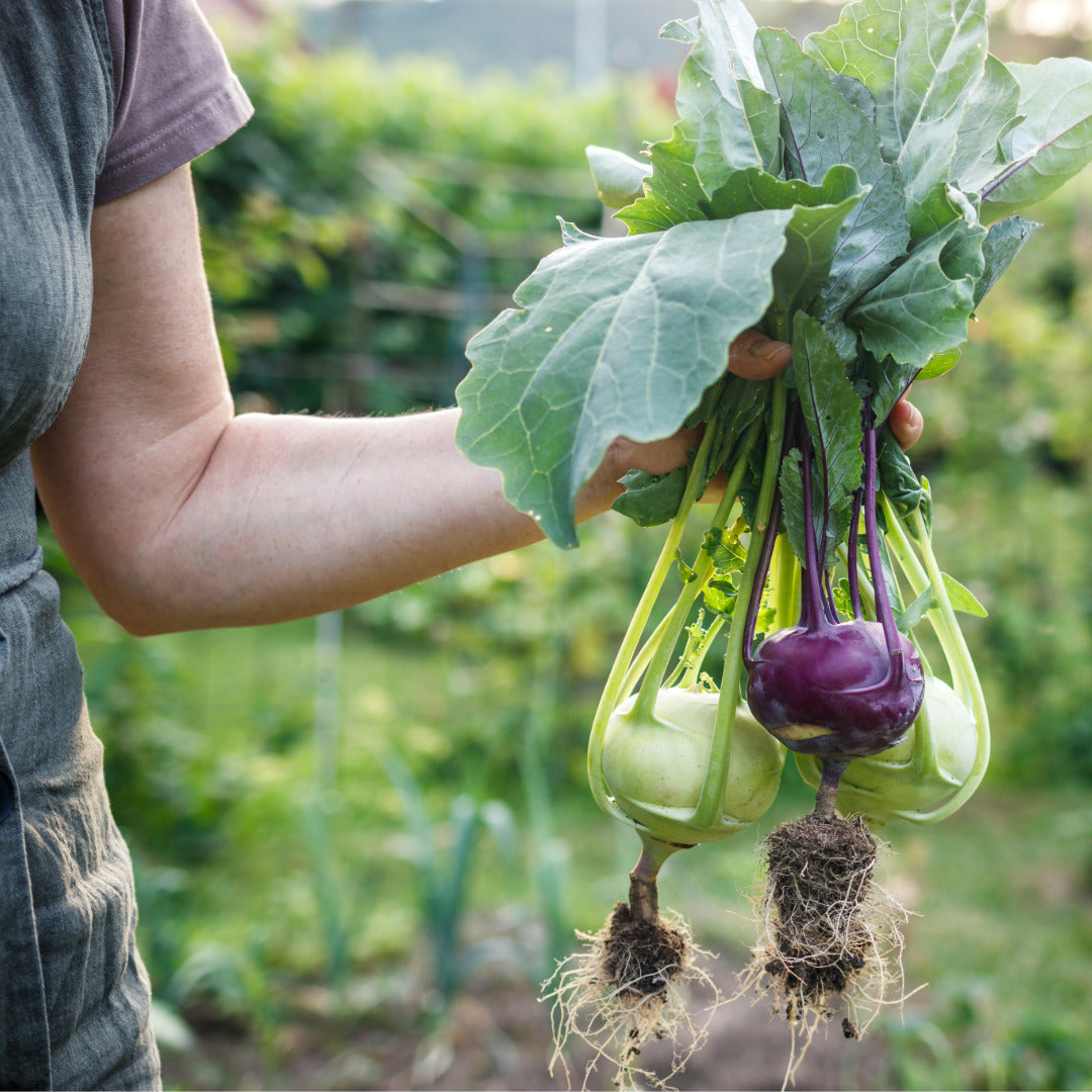 kohlrabi 'not potato' salad