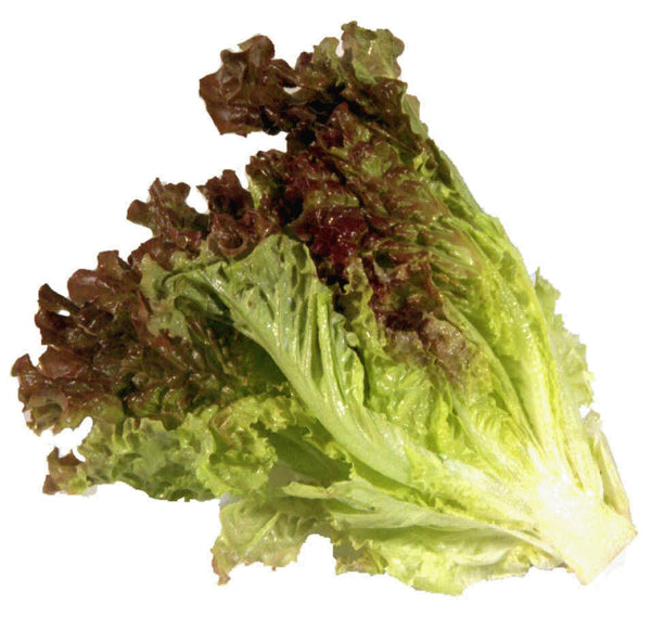 Organic Produce Red Leaf Lettuce ~450g ~450g