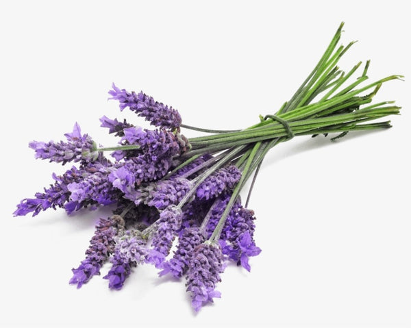 Hummingbird Farm Fresh Lavender Bunch EA